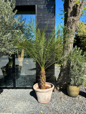 Phoenix roebelenii, daktylowiec, palma XL