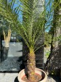 Roebelenii Phoenix XL