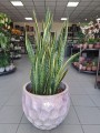 Sansevieria Laurentii XL