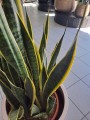 Sansevieria Laurentii XL