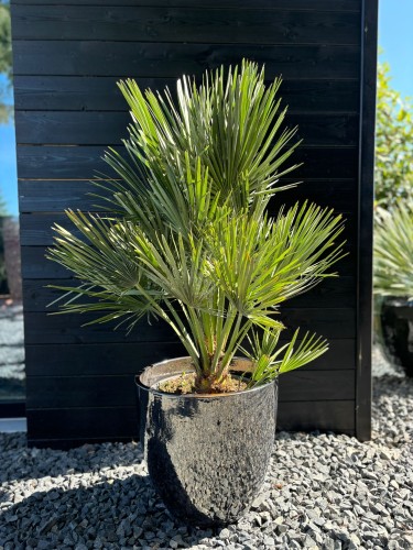 Chamaerops humilis Vulcano
