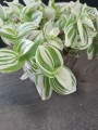 Tradescantia Trzykrotka Brightness