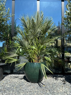 Chamaerops humilis, karłatka, palma XXL