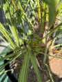 Chamaerops humilis XXL owoce
