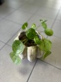 Pilea Mojito