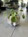 Pilea peperomoides Mojito