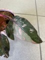 Philodendron Pink Princess liść