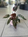 Philodendron Pink Princess