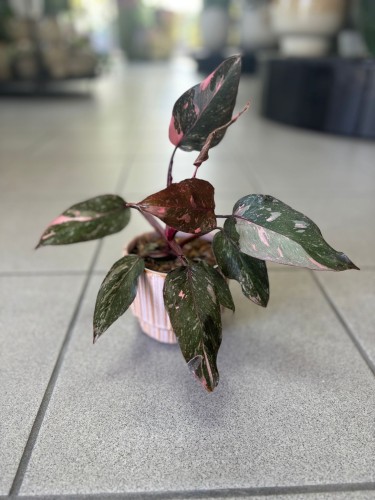 Philodendron Pink Princess