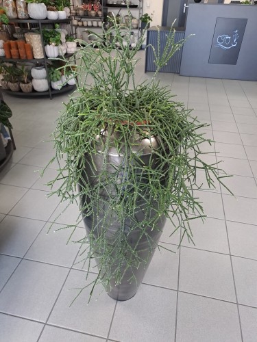 Rhipsalis Pilocarpa zwisający patyczak