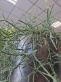 Rhipsalis Pilocarpa zwisający patyczak
