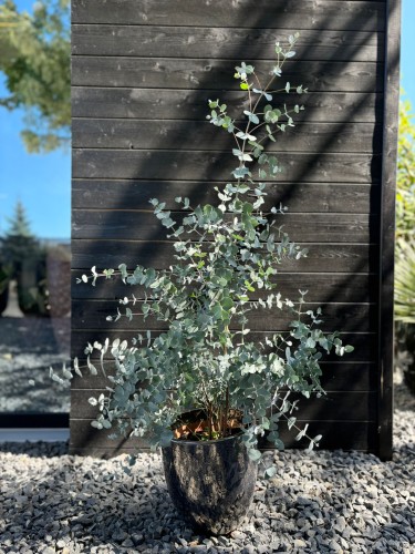 Eucaliptus