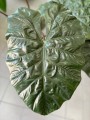 Alocasia liście