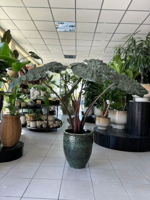 Alocasia Yucatan Princess XXL, alokazja