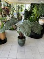 Yucatan Princess Alocasia