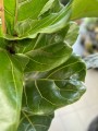 Ficus Lyrata