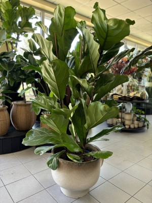 Ficus Lyrata, fikus dębolistny
