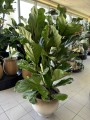 Ficus Lyrata