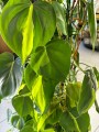 Philodendron Brasil liście