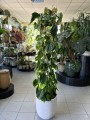 Philodendron Brasil