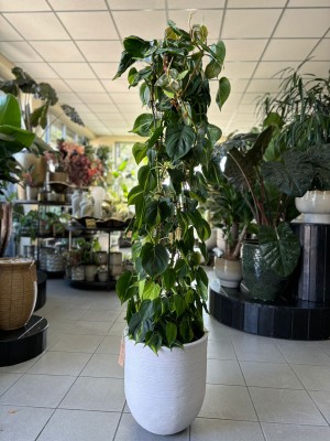 Philodendron scandens Brasil, filodendron palik