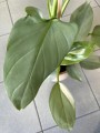 Philodendron Hastatum Silver Queen liście