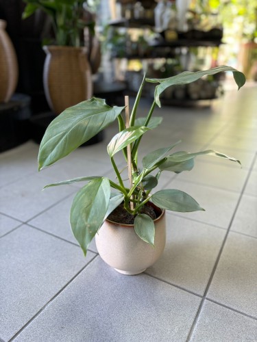 Philodendron Hastatum Silver Queen