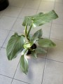 Silver Queen Philodendron