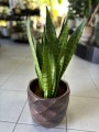 Zeylanica Sansevieria
