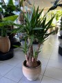 Elephantipes Yuca