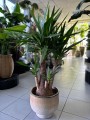 Yuca Elephantipes