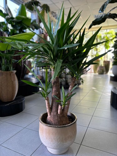 Yuca Elephantipes