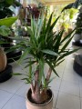 Yuca słoniostopa