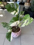 Monstera deliciosa variegata z węzłami