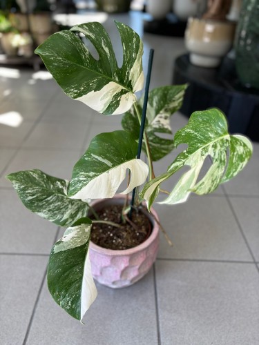 Monstera Variegata 1