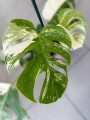 Monstera Variegata 2 liście