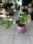 Monstera deliciosa variegata z węzłami 