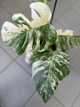 Monstera Variegata 3 liście