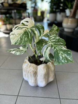Monstera deliciosa variegata z węzłami  