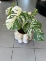 Variegata Monstera 3