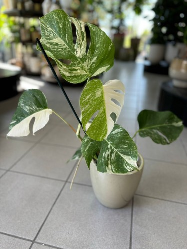 Monstera Variegata 4