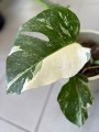 Monstera Variegata 4 liść