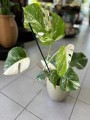 Variegata Monstera 4