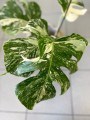 Monstera Variegata 5 liście
