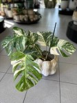 Monstera deliciosa variegata z węzłami 