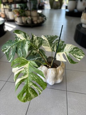 Monstera deliciosa variegata z węzłami 