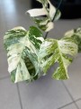 Monstera Variegata 6 liście