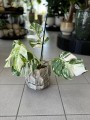Monstera Variegata 6