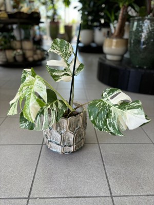Monstera deliciosa variegata z węzłami 