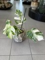 Variegata Monstera 6